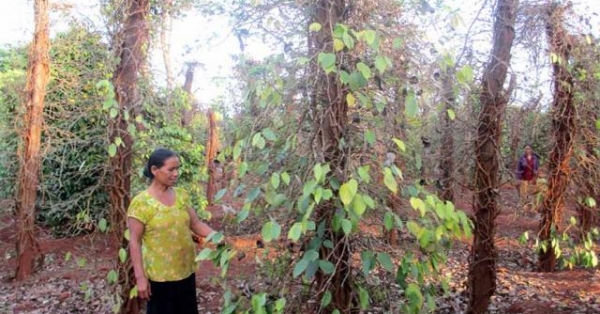 gia lai: hang nghin ha ho tieu chet kho, dan mat hon 900 ty dong hinh anh 1
