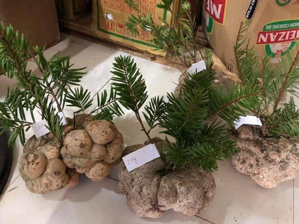 Một cây nấm giá 10 triệu, hội nhà giàu Việt tranh nhau mua