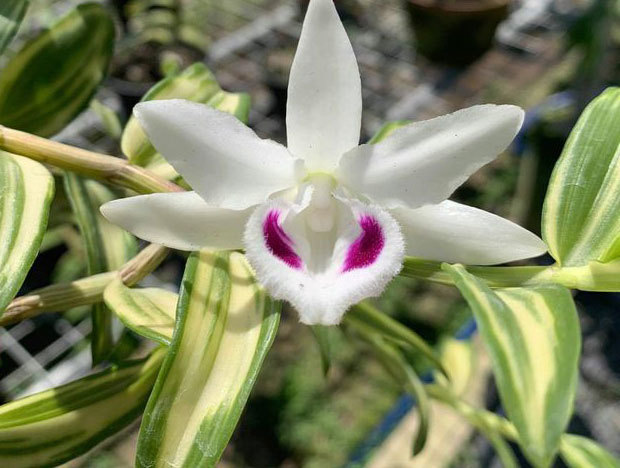 Nhóm đại gia Thái Bình chi 10 tỷ mua cây hoa phong lan: Lộ điểm ‘đáng nghi’