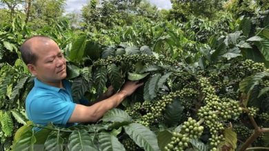 Ttxvn 20201004dau Tuong