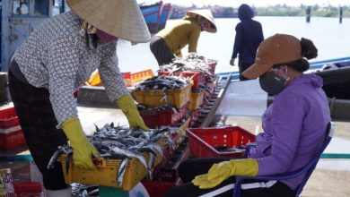 Tieu Thu Hai San Dinh Tre Ngu Dan Lo Nang Tau Ca Ngung Hoat Dong