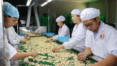 Viet Nam Nhap Khau Gan 840 000 Tan Hat Dieu Tu Campuchia