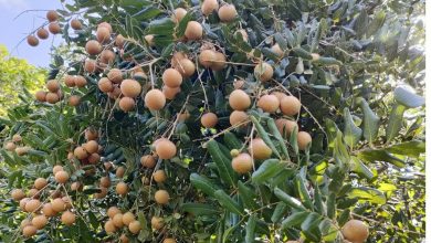 Dong Thap Dua San Pham Nhan Len San Thuong Mai Dien Tu