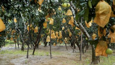 Ha Tinh Dua Buoi Phuc Trach Len San Thuong Mai Dien Tu