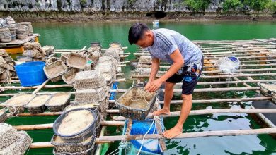 Hai Phong Muc Tieu Dua Bach Long Vy Tro Thanh Trung Tam Nuoi Trong Thuy San Cong Nghe Cao