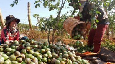 Hoa Qua Viet Nam Thuoc Top Best Seller Tai Thi Truong Chau Au