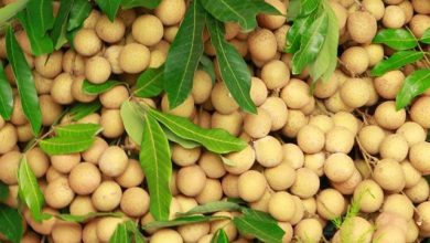 Hon 100 000 Tan Nhan Son La Tieu Thu Kho Phuong An Nao Duoc Dat Ra