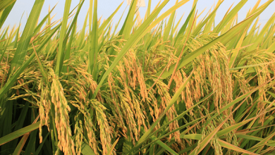 Nganh Nong Nghiep Va Noi Lo Thua Lo Vi Gia Phan Bon Tang Chong Mat