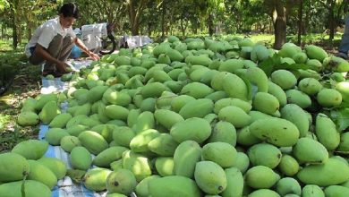 Nghich Canh Xoai Duoc Mua Khong Noi Tieu Thu Vi Dich Covid 19