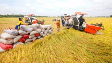 Nhnn Tham Gia Thao Go Kho Khan Cho Nganh Lua Gao Vung Dbscl