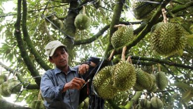 Sau Rieng Khanh Hoa Thoat Khoi Noi Lo Tieu Thu Trong Mua Dich Covid 19