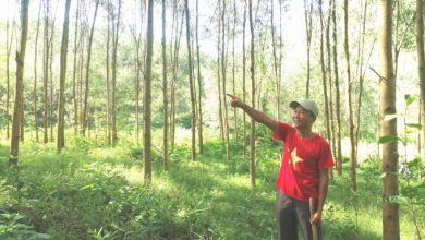 Su Dung Giong Cay Moc Nhanh De Phat Trien Rung Go Lon