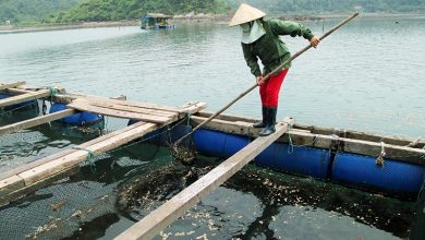 Su Thieu Lien Ket Trong Nuoi Trong Thuy San Tai Ha Noi