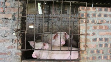 Thuc An Chan Nuoi Dong Loat Tang Gia