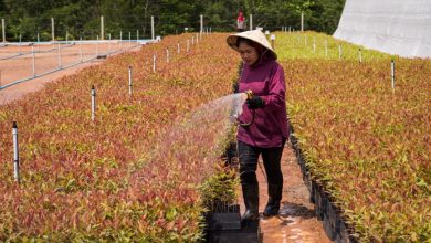 Thuc Day Lam Nghiep Ben Vung Tang Cuong Da Dang Sinh Hoc
