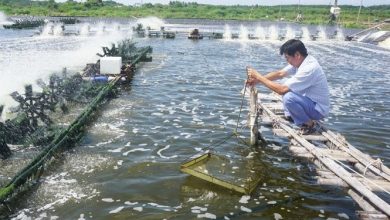 Tim Huong Di Moi Cho Xuat Khau Tom Cua Viet Nam