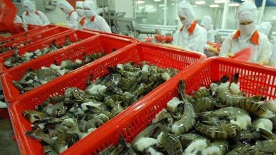 Việt Nam xuất khẩu tôm tăng 29% sang Cananda