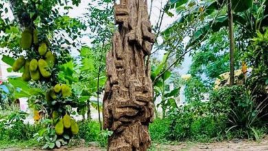 20 năm lặn lội, đại gia Hà thành ôm bộ sưu tập gỗ trầm lũa có 1 không 2