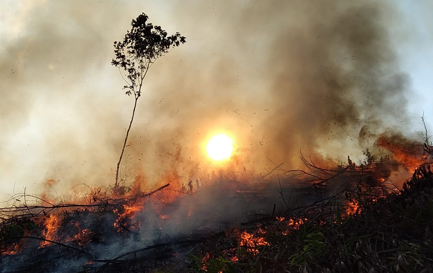 quang tri: dot thuc bi trong rung, y si benh vien ngat khi tu vong hinh anh 1