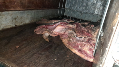 Gan 1 Tan Thit Lon Nhiem Dich Ta Lon Chau Phi Bi Bat Tai Tuyen Quang