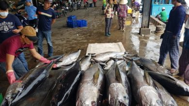 Xuat Khau Ca Ngu Tang Manh Tren Cac Thi Truong Quoc Te