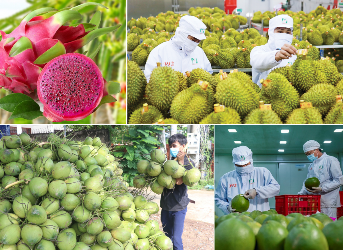 Kim ngạch rau quả bứt tốc vượt ngưỡng kỷ lục là minh chứng cho khả năng xoay trục chiến lược và nội lực bền bỉ của nông nghiệp Việt