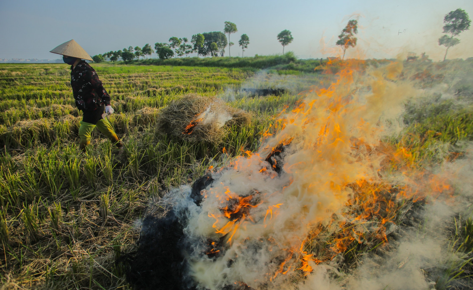 phần lớn lượng hữu cơ quý giá này lại bị đốt bỏ ngay tại ruộng hoặc cày vùi trực tiếp khi đất còn ngập nước
