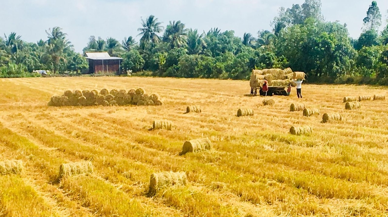 Cơ giới hóa thu gom rơm rạ chính là chìa khóa đầu tiên mở ra cánh cửa kinh tế tuần hoàn.