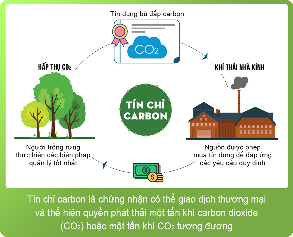 Đầu tư phát triển tín chỉ carbon rừng là một hoạt động quan trọng, mang lại lợi ích kép cho cả môi trường và kinh tế.