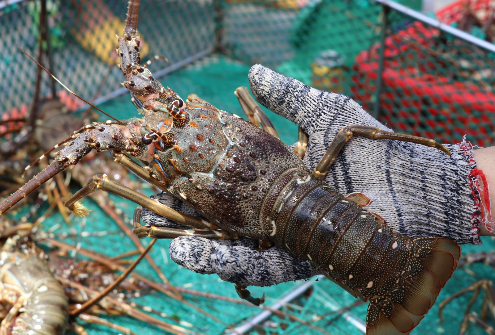 Trong 10 tháng đầu năm, kim ngạch xuất khẩu tôm hùm đạt 712 triệu USD