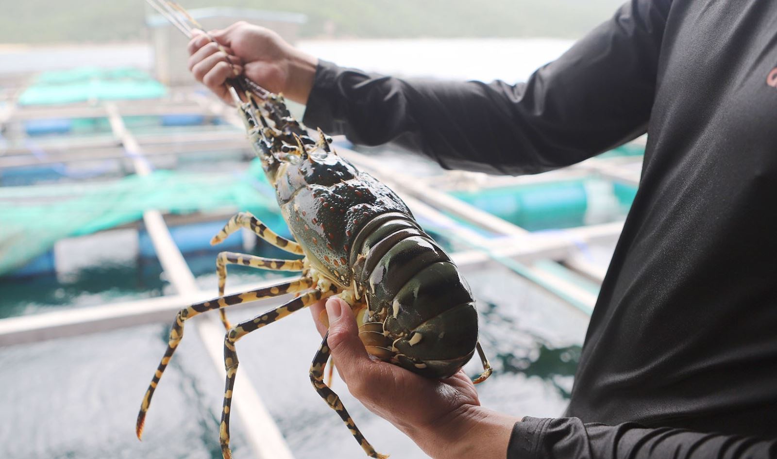 đang đối mặt với nguy cơ thiếu hụt nguồn cung và biến động giá nghiêm trọng do thiệt hại nặng nề từ mưa lũ 