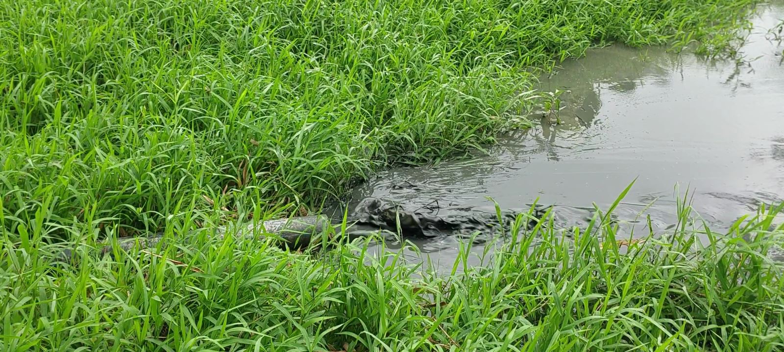 Một khối lượng lớn bùn thải được xả trực tiếp ra môi trường 