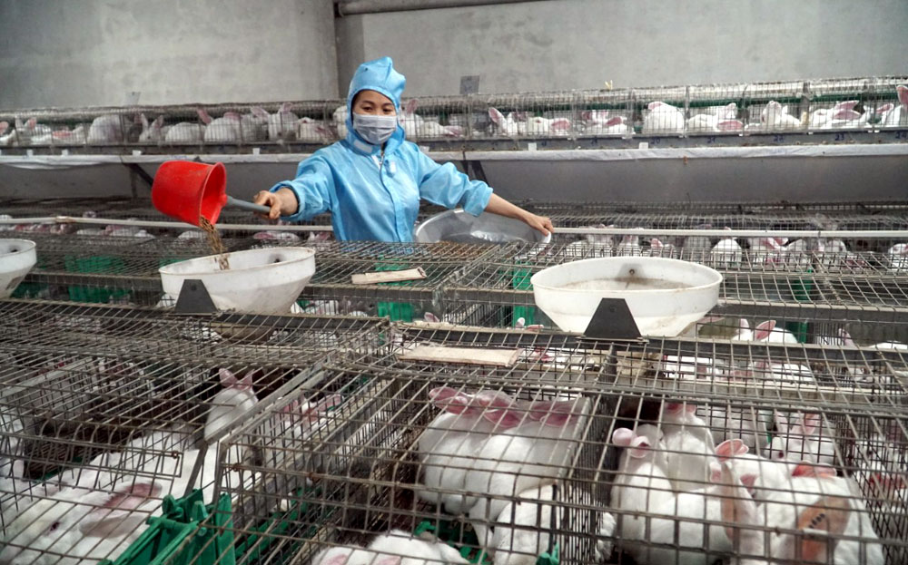 Trang trại nuôi thỏ công nghệ cao của Công ty TNHH Nippon Zoki Việt Nam chi nhánh Yên Bái.