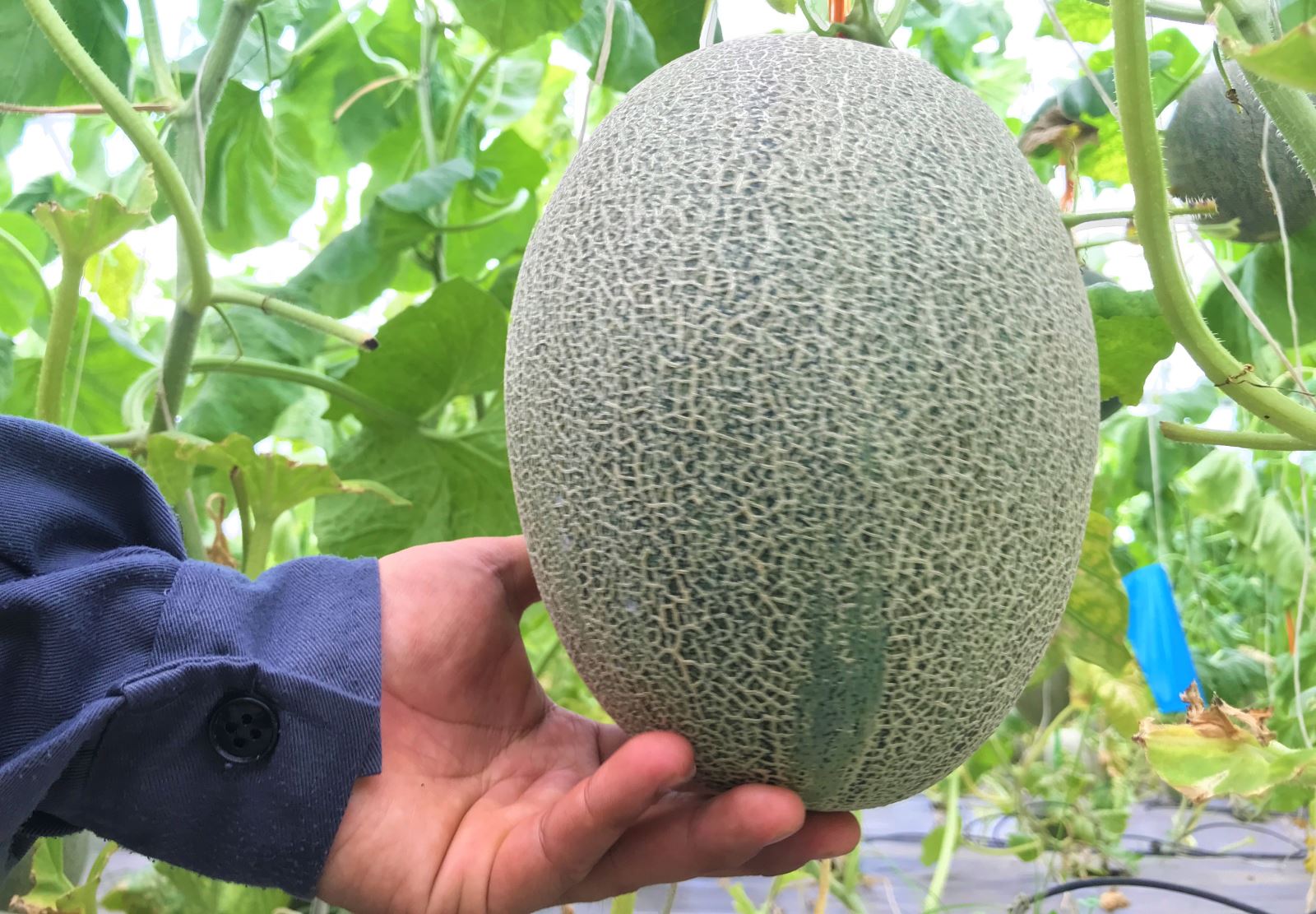 Sau gần 2 tháng cây dưa chuột bắt đầu cho thu hoạch, theo nhật kí ghi chép của trang trại, trung bình 1 cây dưa chuột cho khoảng 5kg trái.