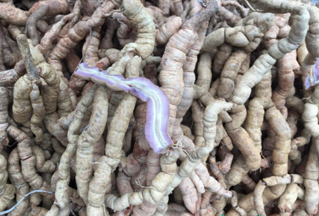  Hiệu quả kinh tế từ cây ba kích mang lại đã tạo động lực cho các hộ nông dân tiếp tục mở rộng quy mô sản xuất. Ảnh minh họa