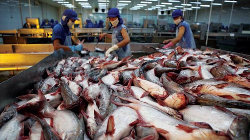 Hoa Kỳ giữ nguyên mức thuế chống bán phá giá với cá tra, cá basa Việt Nam. Ảnh: Internet