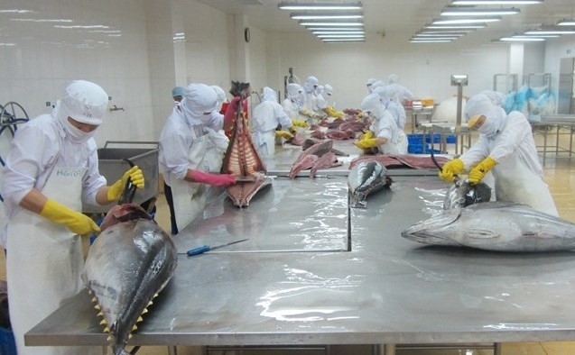 Xuất khẩu cá ngừ sang Ai Cập đang duy trì mức tăng trưởng cao. Ảnh minh hoạ