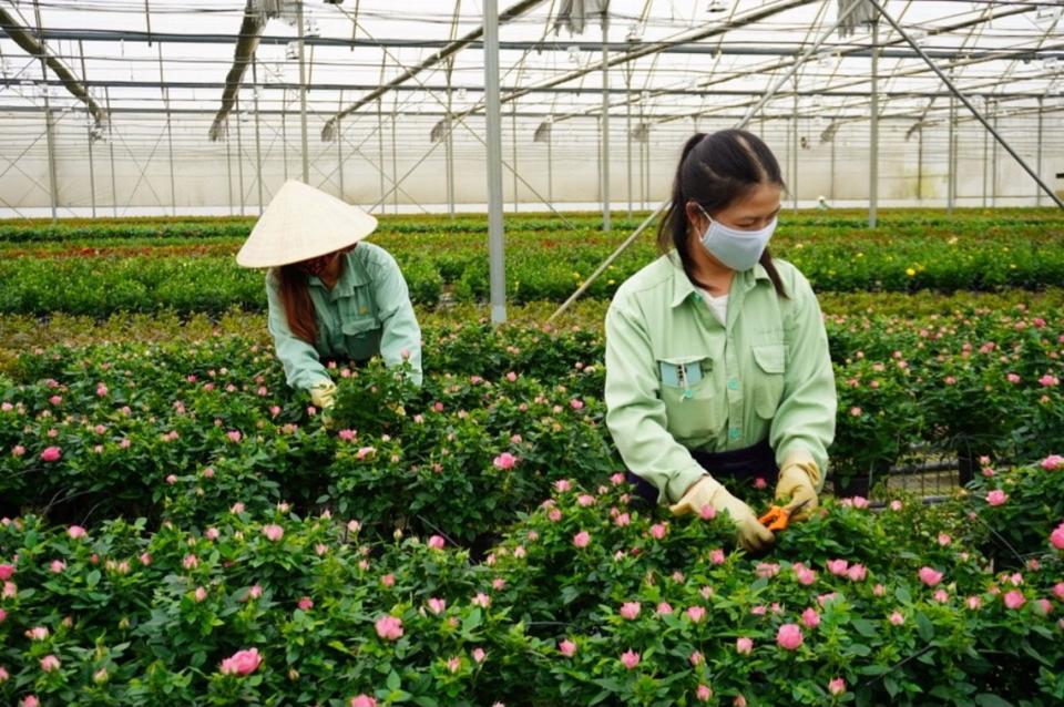 Công nhân đang chăm sóc hoa chờ ngày xuất xưởng