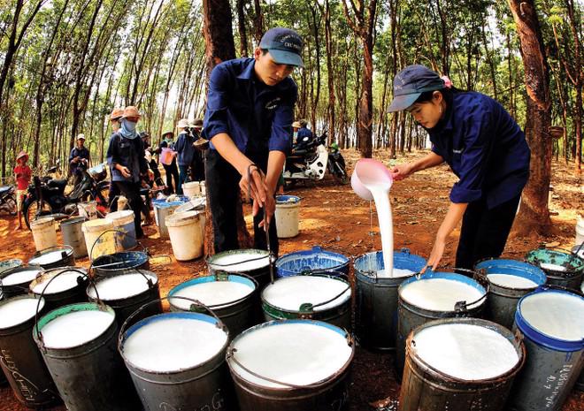 Việt Nam có thể tận dụng lợi thế này để duy trì vị thế là một trong những nhà xuất khẩu cao su lớn trên thế giới.
