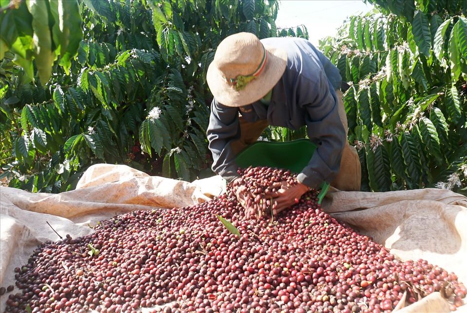 Thu hoạch cà phê ở Đắk Nông (nguồn: sưu tầm)