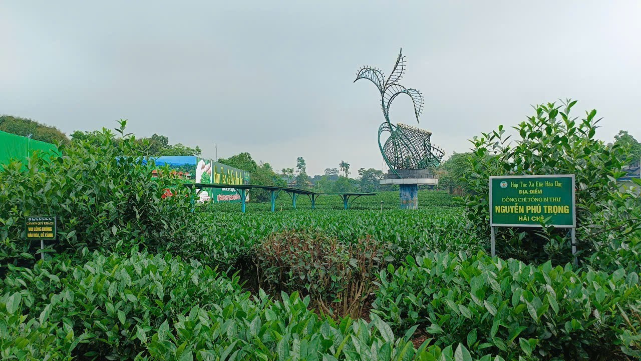 Việc phát triển du lịch gắn với cây chè được tỉnh Thái Nguyên chú trọng