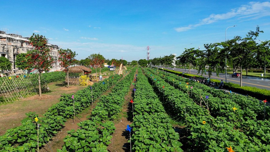 Năm nay, vườn hoa hướng dương được trồng trên diện tích 12,000 m2 với hơn 50,000 cây