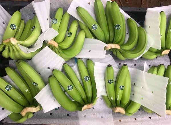 Ký Nghị định thư về xuất khẩu quả chuối tươi từ Việt Nam sang Trung Quốc. Ảnh: Internet