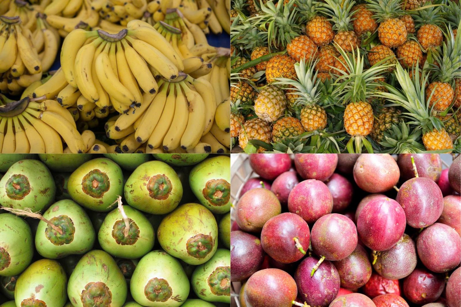 Trong số hơn 50 loại cây ăn quả, chuối, dứa, chanh dây và dừa được Cục Trồng trọt và Bảo vệ thực vật (Bộ Nông nghiệp và Môi trường) xác định là những loại trái cây hội tụ nhiều lợi thế và tiềm năng xuất khẩu vượt trội