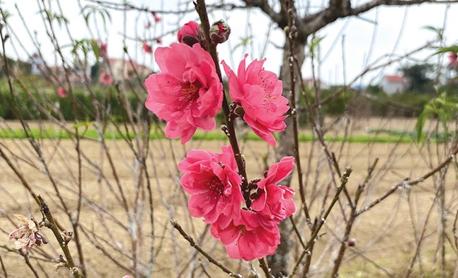 Thương hiệu đào Đình Bảng ngày càng được khách hàng lựa chọn. Ảnh minh họa