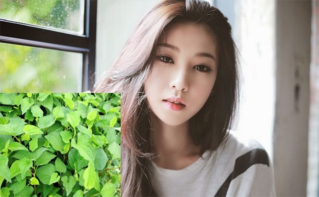 Diếp cá là có tác dụng làm fđẹp da và phòng ngừa bệnh trĩ.