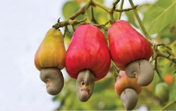 Ảnh minh hoạ. Nguồn: IT