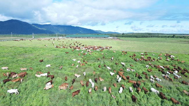 Bò nuôi tại trang trại của Thaco Agri
