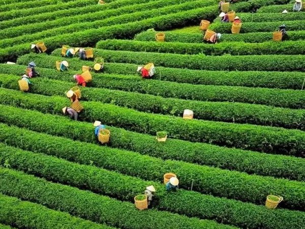 Thu hái chè tại Lâm Đồng (nguồn: sưu tầm)