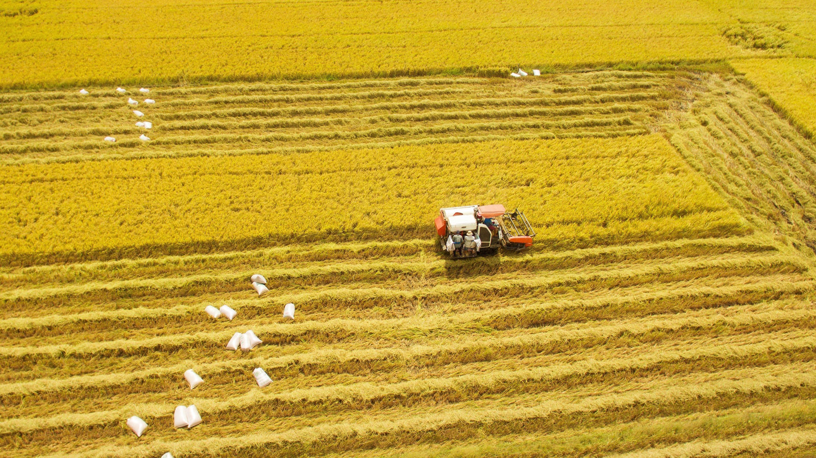 Phát triển bền vững một triệu ha chuyên canh lúa chất lượng cao và phát thải thấp gắn với tăng trưởng xanh vùng Đồng bằng sông Cửu Long đến năm 203